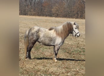 More ponies/small horses, Mare, 5 years, 9,1 hh, Gray