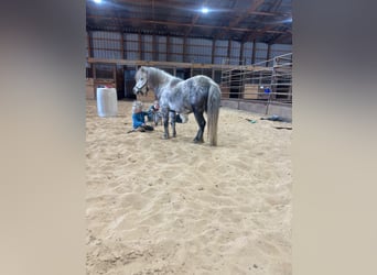 More ponies/small horses, Mare, 5 years, 9,1 hh, Gray