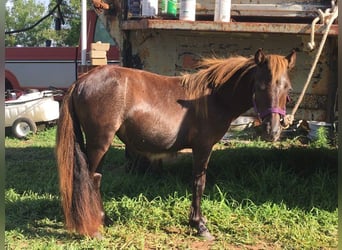 More ponies/small horses, Mare, 5 years, 9 hh, Chestnut