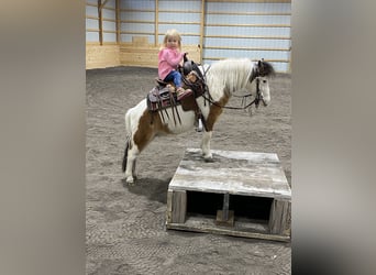 More ponies/small horses, Mare, 5 years, 9 hh, Pinto