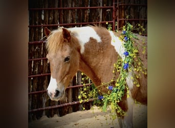 More ponies/small horses, Mare, 6 years, 11 hh, Pinto