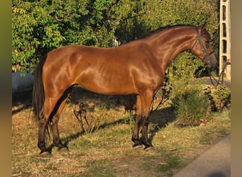 More ponies/small horses, Mare, 6 years, 13,2 hh, Brown