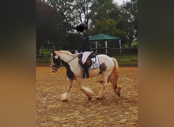 More ponies/small horses Mix, Mare, 6 years, 13,2 hh, Pinto