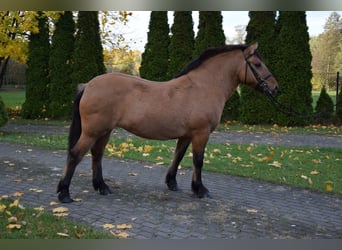 More ponies/small horses, Mare, 6 years, 14.1 hh, Dun