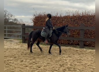 More ponies/small horses Mix, Mare, 6 years, 14.3 hh, Bay-Dark