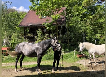 More ponies/small horses Mix, Mare, 6 years, 14.3 hh, Gray-Dark-Tan