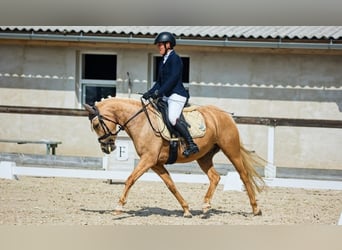 More ponies/small horses, Mare, 6 years, 14 hh, Palomino