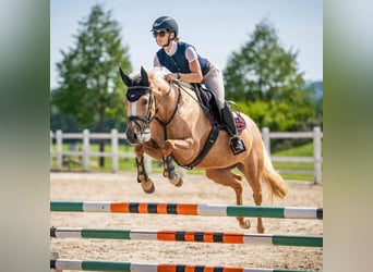 More ponies/small horses, Mare, 6 years, 14 hh, Palomino