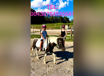 More ponies/small horses Mix, Mare, 7 years, 10.2 hh, Pinto
