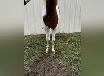 More ponies/small horses, Mare, 7 years, 11.3 hh, Pinto