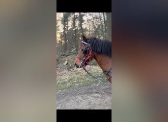 More ponies/small horses, Mare, 7 years, 13 hh, Brown