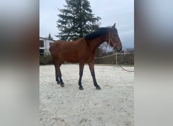 More ponies/small horses, Mare, 7 years, 14.1 hh, Bay-Dark