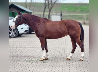 More ponies/small horses, Mare, 7 years, 14.1 hh, Brown