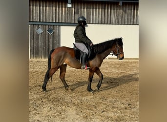 More ponies/small horses Mix, Mare, 7 years, 14,1 hh, Brown