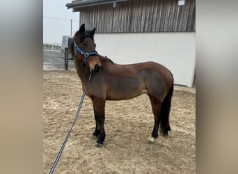 More ponies/small horses Mix, Mare, 7 years, 14,1 hh, Brown