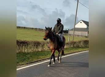 More ponies/small horses Mix, Mare, 7 years, 14,1 hh, Brown