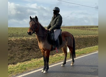 More ponies/small horses Mix, Mare, 7 years, 14,1 hh, Brown