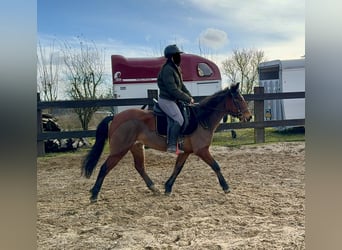 More ponies/small horses Mix, Mare, 7 years, 14,1 hh, Brown