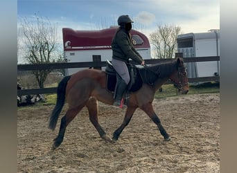 More ponies/small horses Mix, Mare, 7 years, 14,1 hh, Brown