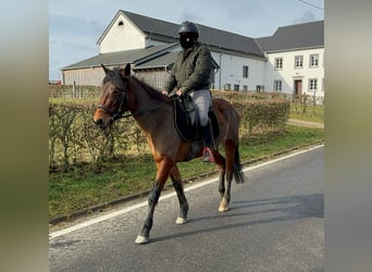 More ponies/small horses Mix, Mare, 7 years, 14,1 hh, Brown