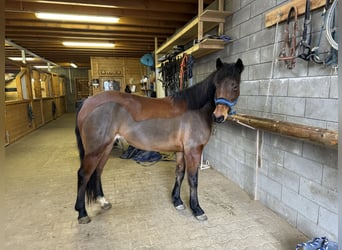 More ponies/small horses Mix, Mare, 7 years, 14,1 hh, Brown