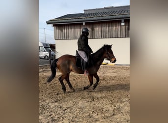 More ponies/small horses Mix, Mare, 7 years, 14,1 hh, Brown