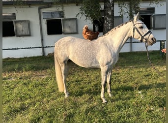 More ponies/small horses, Mare, 7 years, 14,1 hh, Gray-Dapple