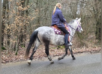 More ponies/small horses, Mare, 7 years, 14.1 hh, Gray-Dapple