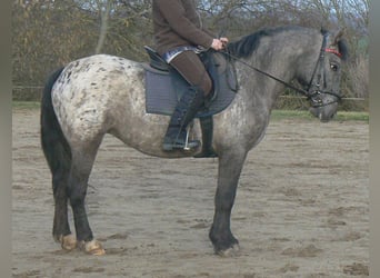 More ponies/small horses, Mare, 7 years, 14.1 hh, Leopard-Piebald