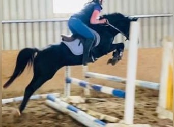 More ponies/small horses, Mare, 7 years, 14,2 hh, Black