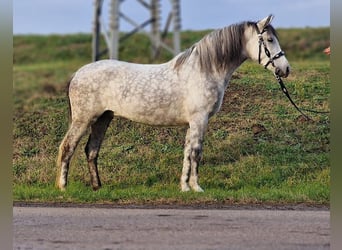 More ponies/small horses, Mare, 7 years, 15.1 hh, Gray-Dapple