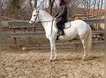 More ponies/small horses, Mare, 7 years, 15.1 hh, Gray