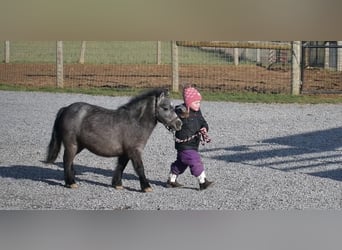 More ponies/small horses, Mare, 7 years, 8 hh, Roan-Blue