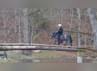 More ponies/small horses, Mare, 7 years, 8 hh, Roan-Blue