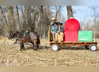 More ponies/small horses, Mare, 7 years, 9,2 hh, Roan-Blue