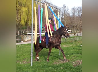 More ponies/small horses, Mare, 8 years, 14.1 hh, Chestnut