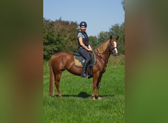 More ponies/small horses, Mare, 8 years, 14.1 hh, Chestnut-Red