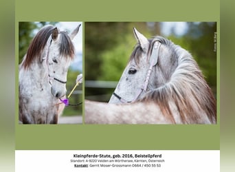 More ponies/small horses, Mare, 8 years, 14.1 hh, Gray