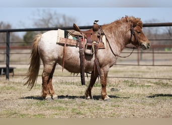 More ponies/small horses, Mare, 8 years, 8,1 hh, Roan-Red