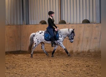 More ponies/small horses, Mare, 9 years, 10,2 hh, Leopard-Piebald