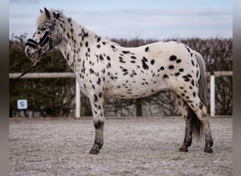 More ponies/small horses, Mare, 9 years, 10,2 hh, Leopard-Piebald