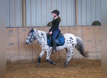 More ponies/small horses, Mare, 9 years, 10,2 hh, Leopard-Piebald