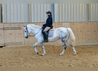 More ponies/small horses, Mare, 9 years, 13.1 hh, Gray-Dapple