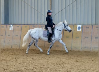 More ponies/small horses, Mare, 9 years, 13.1 hh, Gray-Dapple
