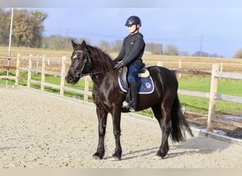 More ponies/small horses, Mare, 9 years, 13,2 hh, Black