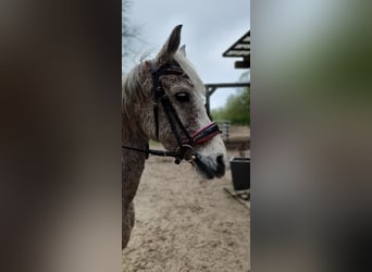 More ponies/small horses Mix, Mare, 9 years, 13.2 hh, Gray-Fleabitten
