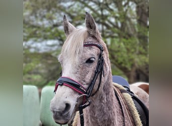 More ponies/small horses Mix, Mare, 9 years, 13.2 hh, Gray-Fleabitten