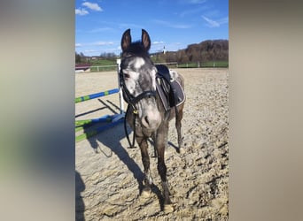 More ponies/small horses, Mare, 9 years, 13,2 hh, Leopard-Piebald