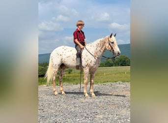 More ponies/small horses, Mare, 9 years, 13.2 hh