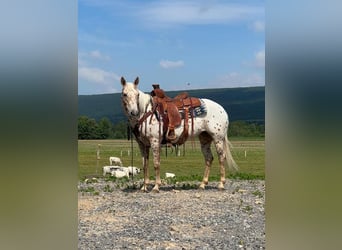 More ponies/small horses, Mare, 9 years, 13.2 hh